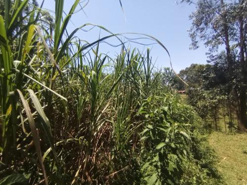 Big Win For Sugarcane Farmers As Millers Increase Cane Prices