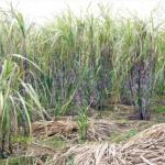 A Cry For The Sugar Industry