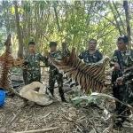 Thailand Jails Five Poachers For Killing Tiger And Her Cub