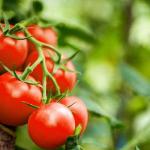 GMO Misinformation Will Impact Kenya's Food Security Negatively