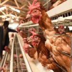 How To Manage Heat Stress In Poultry