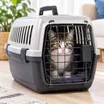 What Do You Need to Know Before Booking a Cat Transport Service?