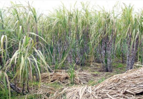 A Cry For The Sugar Industry