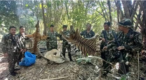 Thailand Jails Five Poachers For Killing Tiger And Her Cub