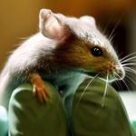Scientist Engineers Ova From Male Mice Cells, Raises Possibility Of Male Couples Siring Own Offsprings