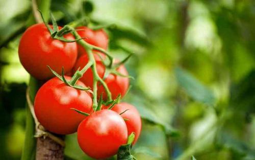 GMO Misinformation Will Impact Kenya's Food Security Negatively