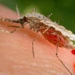 Tame Malaria Threat From New Mosquito Species