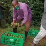 Kenya To Open Avocado Export Window