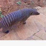 Wildlife Wonders Of The Small Cats