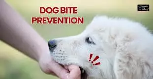 Dog Bite Prevention for Delivery Workers Essential Safety Tips on the Job