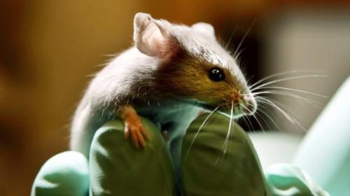 Scientist Engineers Ova From Male Mice Cells, Raises Possibility Of Male Couples Siring Own Offsprings