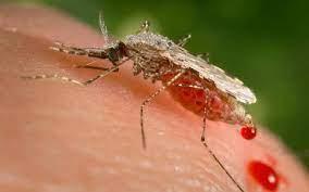 Tame Malaria Threat From New Mosquito Species