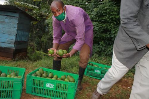 Kenya To Open Avocado Export Window