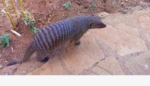 Wildlife Wonders Of The Small Cats
