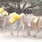 Alarm As China’s Demand For Africa’s Donkeys Rises
