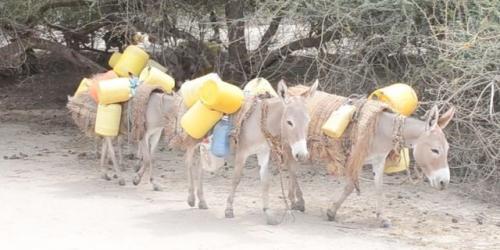 Alarm As China’s Demand For Africa’s Donkeys Rises