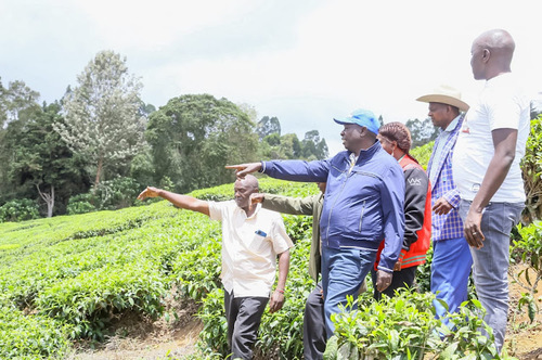 Gachagua To Convene Conference On Coffee, Tea Reforms