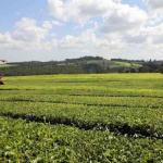 BBC Expose: DPP Haji Orders Probe Into 'Sex For Work' Claims at tea farms