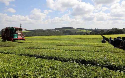 BBC Expose: DPP Haji Orders Probe Into 'Sex For Work' Claims at tea farms