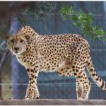 South African Cheetahs Begin Journey To New Home In India