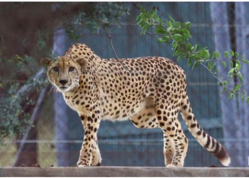 South African Cheetahs Begin Journey To New Home In India