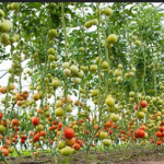 Loan Uptake by Farmers Slightly Drop in September: CBK Survey
