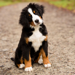Fun Facts About Dogs