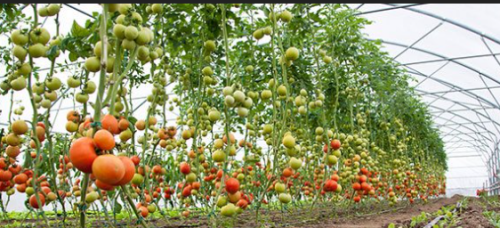 Loan Uptake by Farmers Slightly Drop in September: CBK Survey