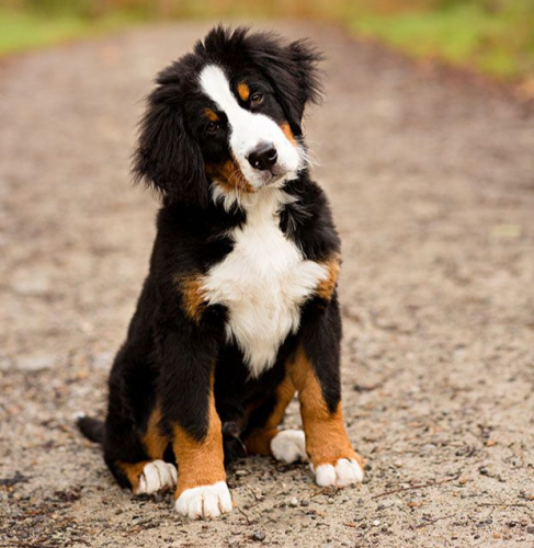 Fun Facts About Dogs