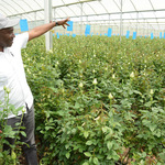 Flower Farmers Petition Government To Pay VAT Refunds
