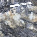 Record-Breaking Dinosaur Footprint Appears On The Yorkshire Coast