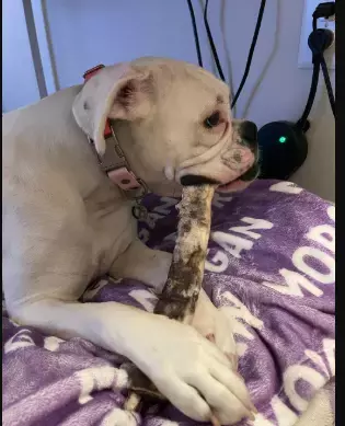 Tough Chews Built for Power Chewers Who Destroy Everything Else