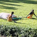 Losses As Tea Production Drops By 33m Kilos After Lengthy Drought