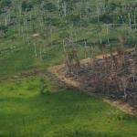 Deforestation Down 59 Pct In Brazilian Amazon