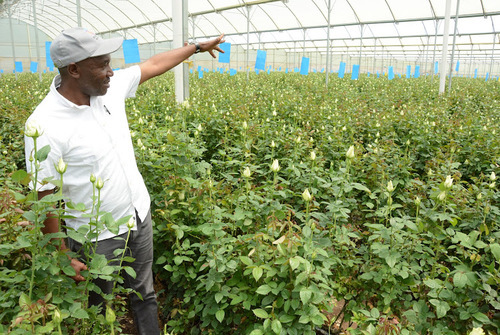 Flower Farmers Petition Government To Pay VAT Refunds