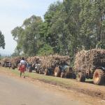 Two Sugarcane Loaders Killed After Tractor Overturns In Ndhiwa