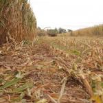 Silage Making Guide: A Drought Buster For Farmers