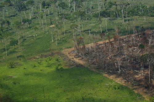 Deforestation Down 59 Pct In Brazilian Amazon