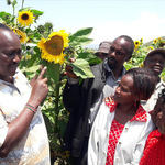 Kenya To Boost Sunflower Production – AFA boss