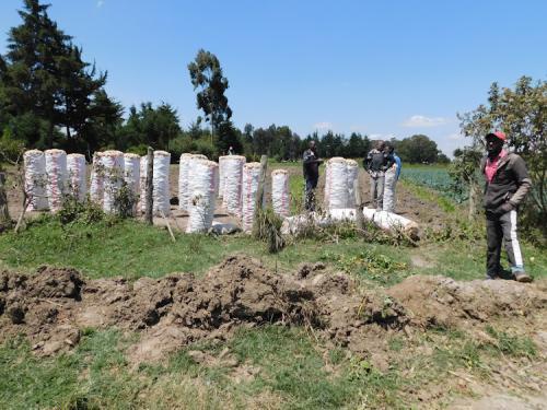 Potato Consortium Formed To Help Farmers Grow Yields By 50%