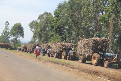 Two Sugarcane Loaders Killed After Tractor Overturns In Ndhiwa