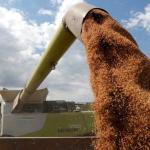 Grain Prices To Remain High In 2023