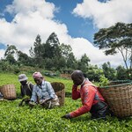 Kenya’s Tea Exports On Decline