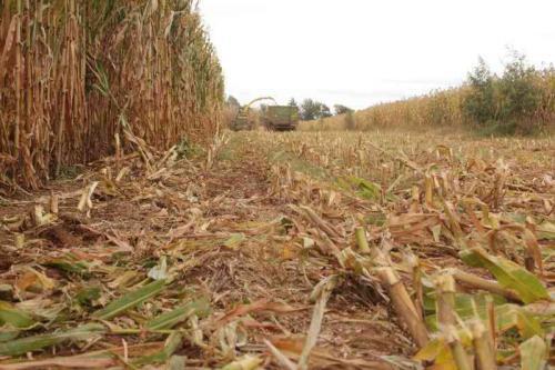 Silage Making Guide: A Drought Buster For Farmers