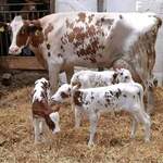 Cherargei's Claim That Ruto's Cow Gave Birth To Triplets Fake