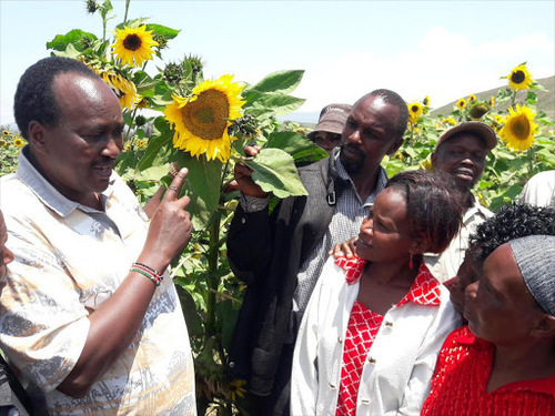 Kenya To Boost Sunflower Production – AFA boss