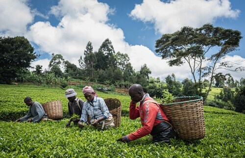 Kenya’s Tea Exports On Decline