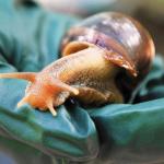 JKUAT To Spearhead Production Of Cough Syrup For Children From Snail Slime