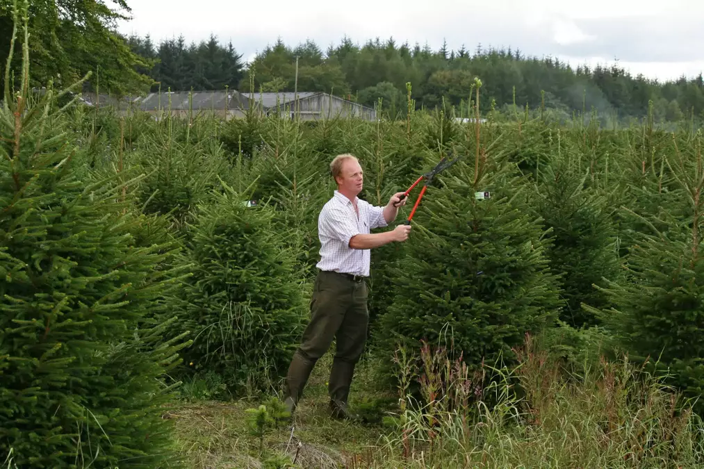 How Wholesale Natural Christmas Trees in UK Support Sustainable Christmases