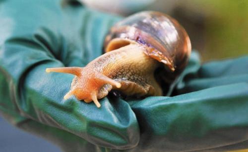 JKUAT To Spearhead Production Of Cough Syrup For Children From Snail Slime
